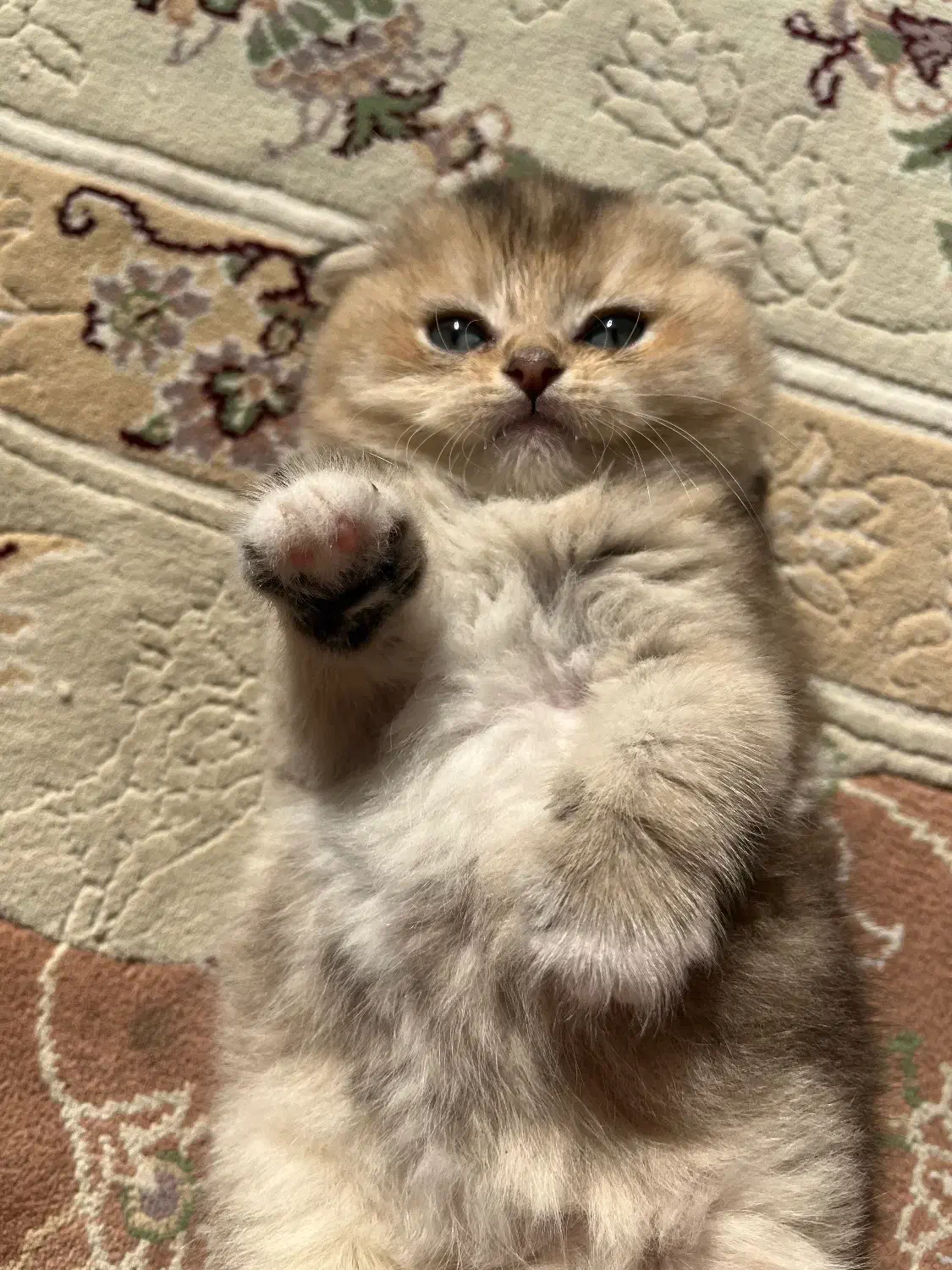 اسکاتیش بلک گلد|گربه|مشهد, شفا|دیوار