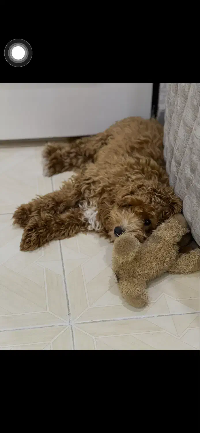 پودل های عروسکی قشنگ‌من|سگ|اسالم, |دیوار