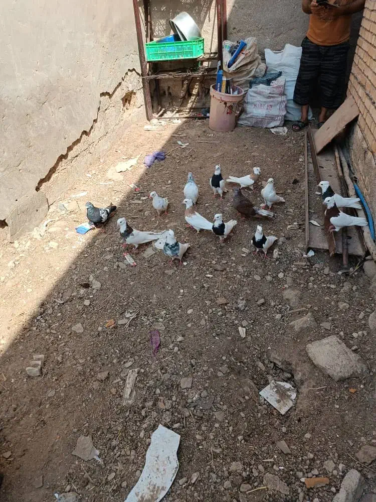 کبوتر رنگی|پرنده|بندر ماهشهر, |دیوار
