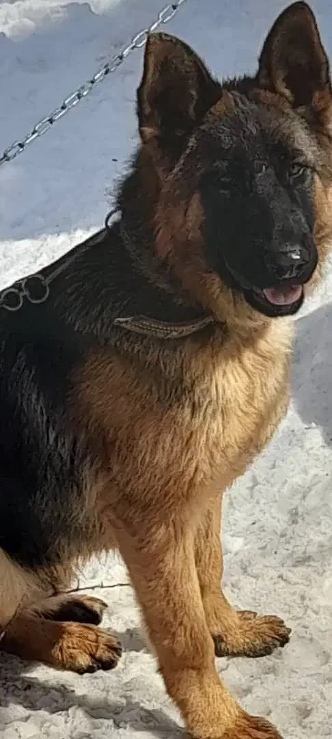 سگ ژرمن شپهرد|سگ|رزن, |دیوار