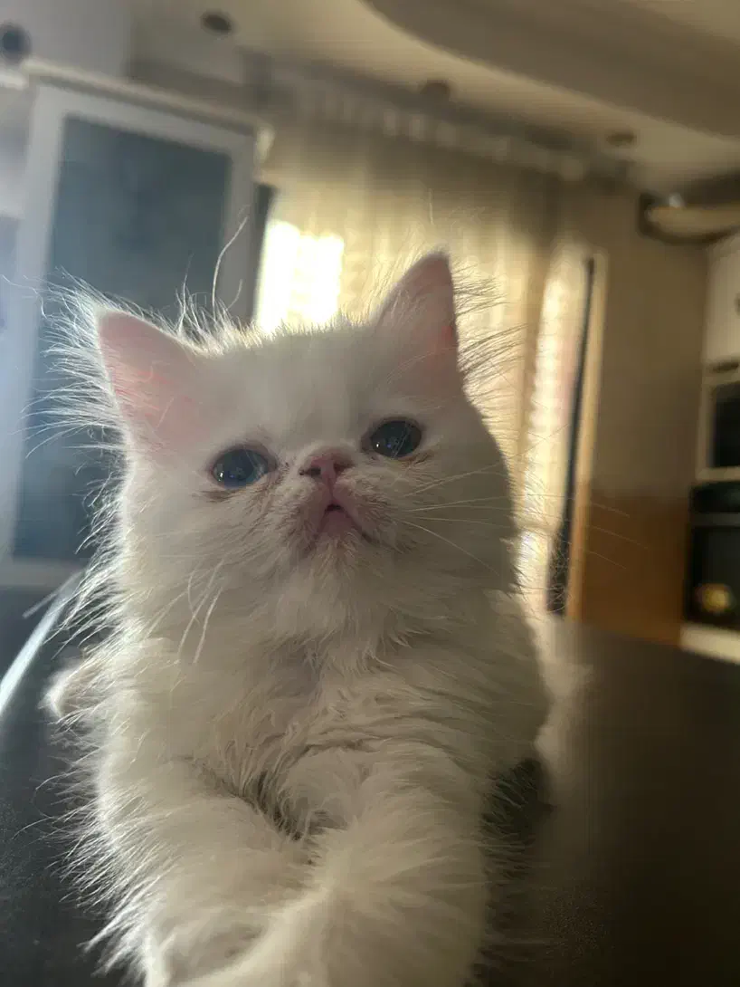 واگذاری پرشین اسکاتیش|گربه|گرگان, |دیوار