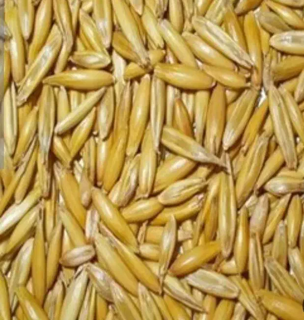 جو دامی|خوردنی و آشامیدنی|دهگلان, |دیوار