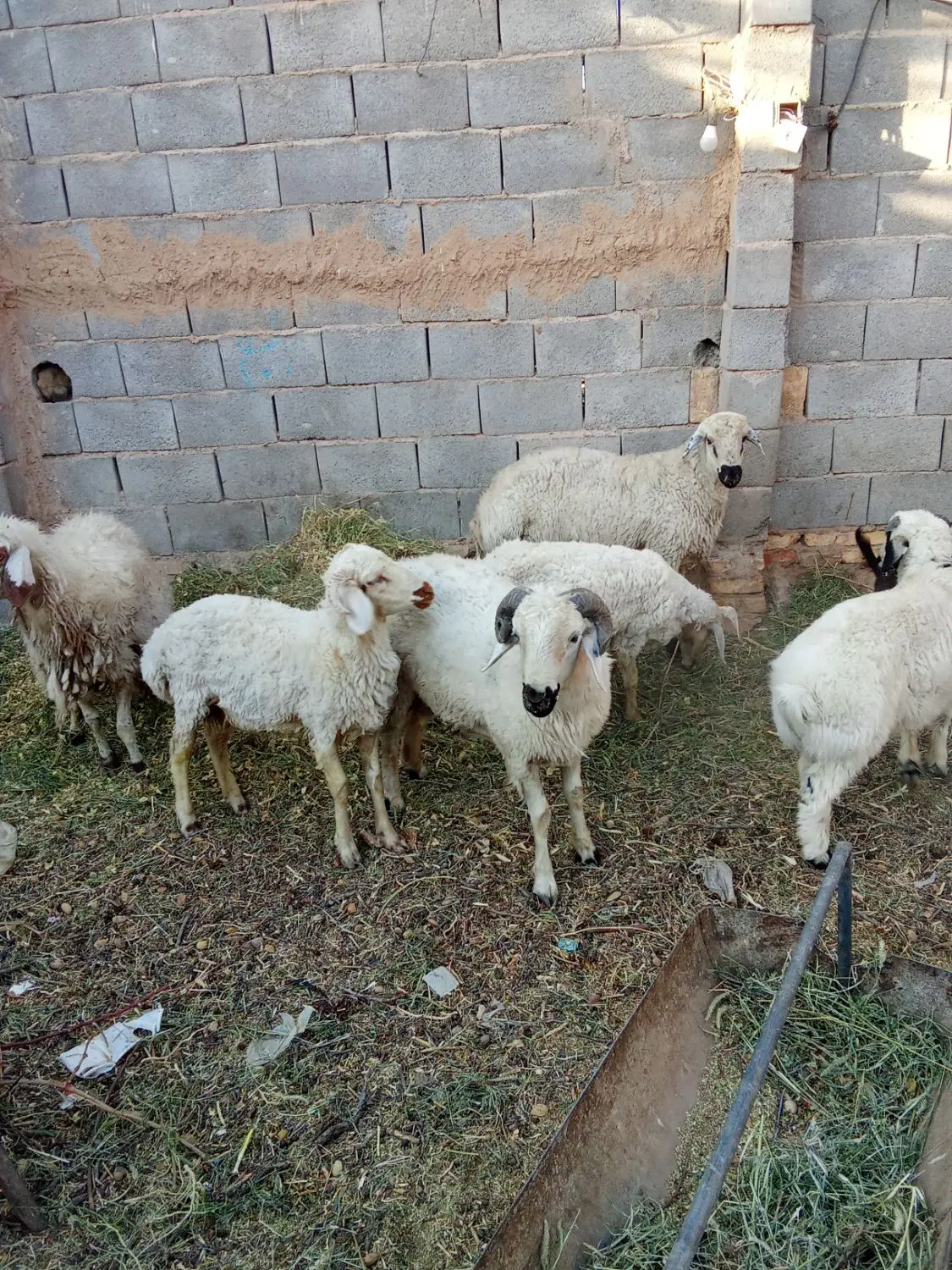 بره|حیوانات مزرعه|گاریزات, |دیوار