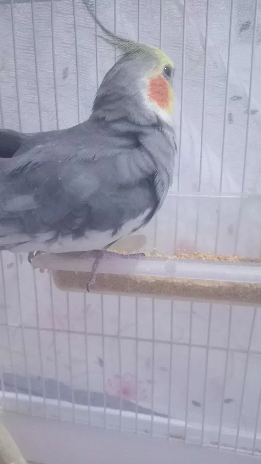 عروس هلندی نر و ماده|پرنده|گل تپه, |دیوار