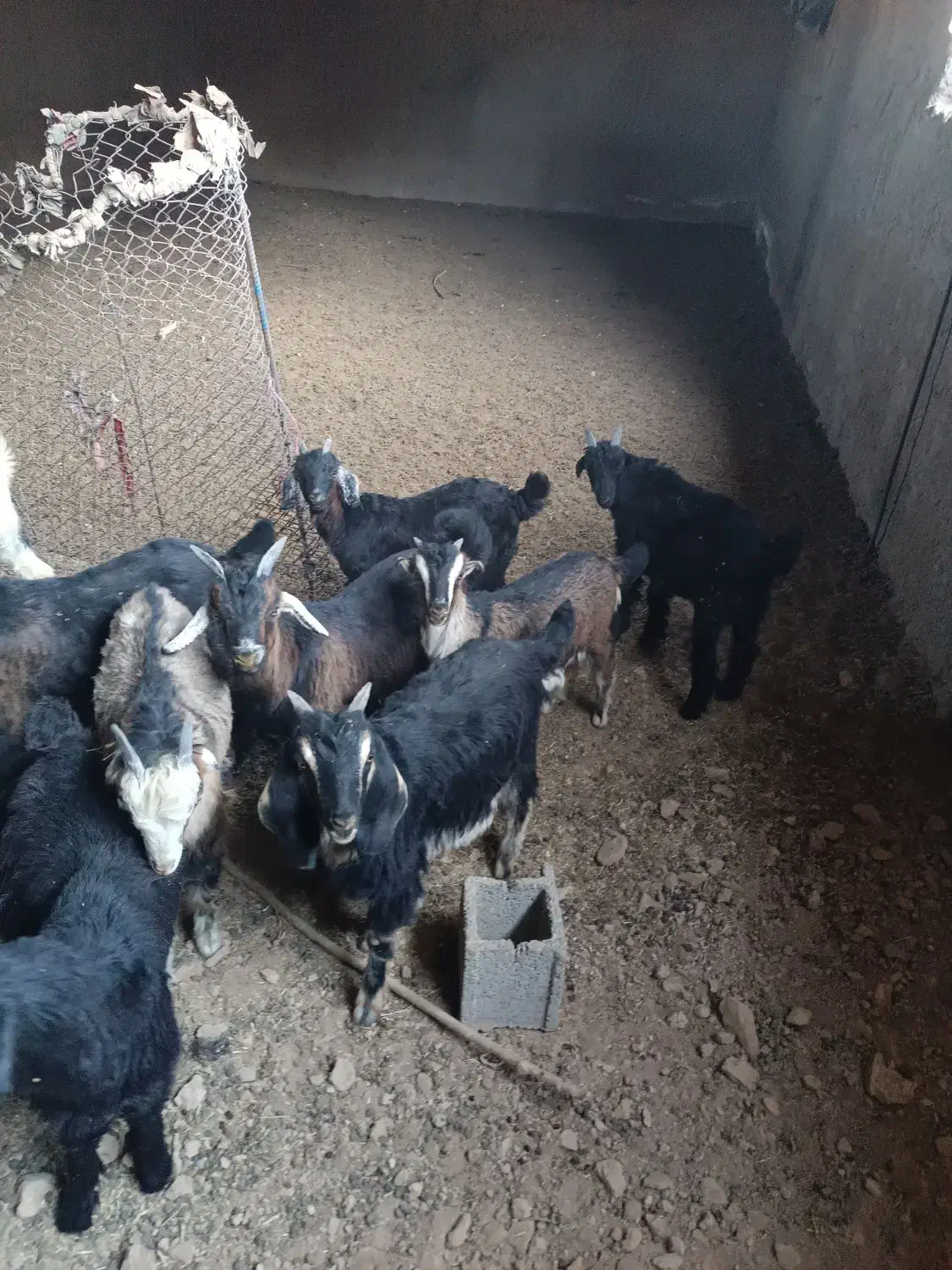 کهره نر چاق صادراتی|حیوانات مزرعه|سیدان, |دیوار