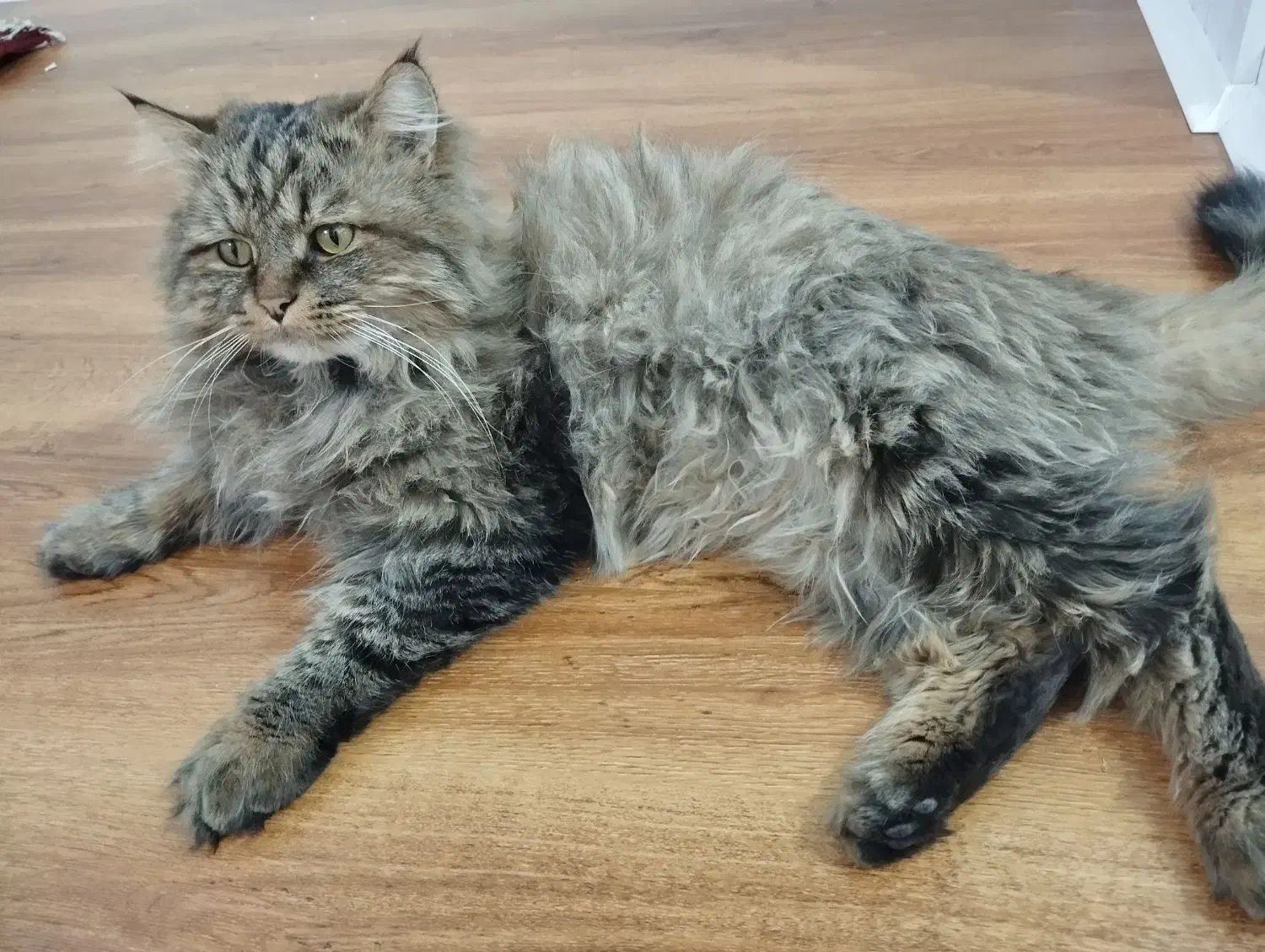 گربه پرشین|گربه|تبریز, |دیوار