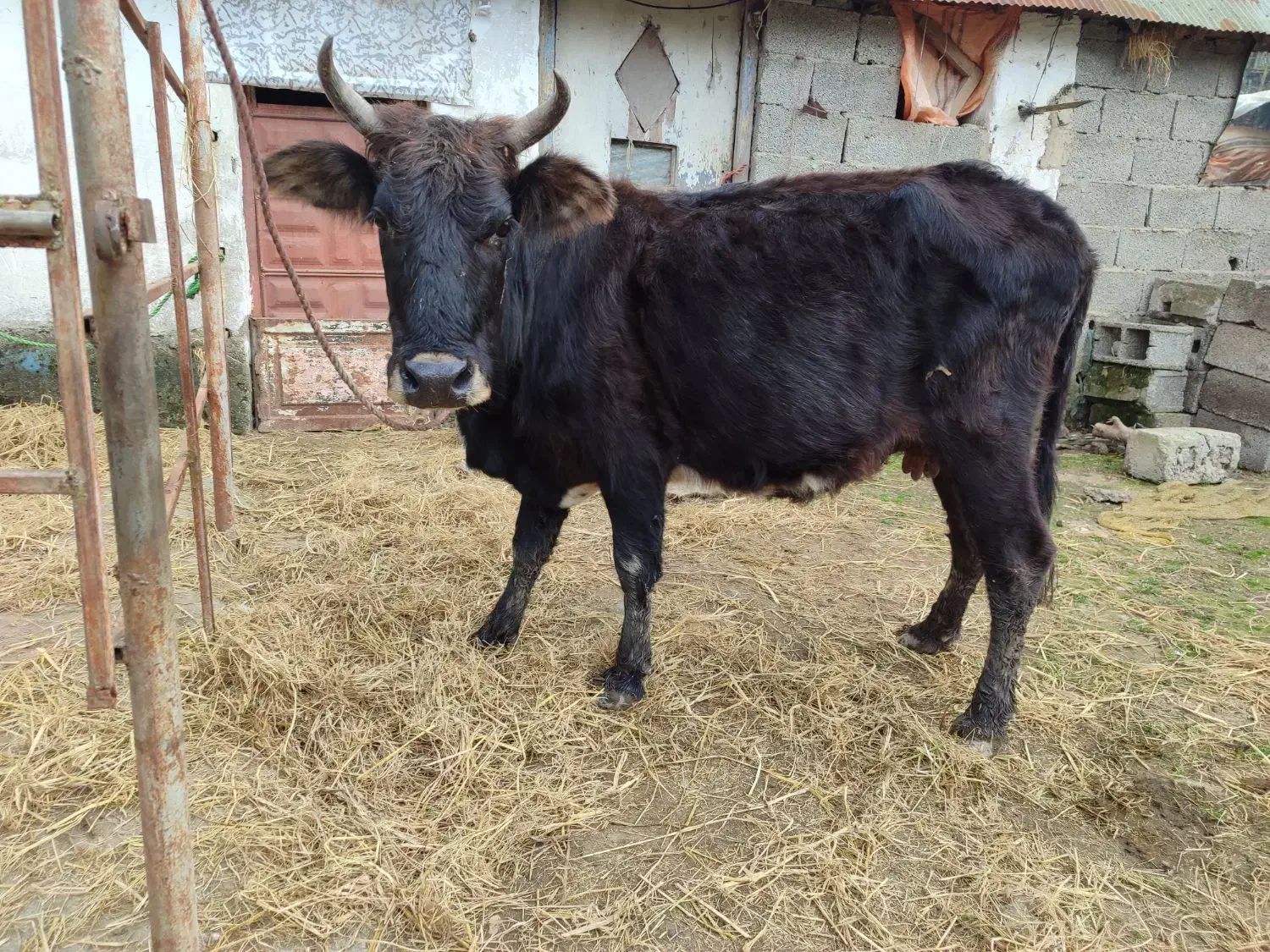 گاو با گوساله ماده جرسی|حیوانات مزرعه|فومن, |دیوار