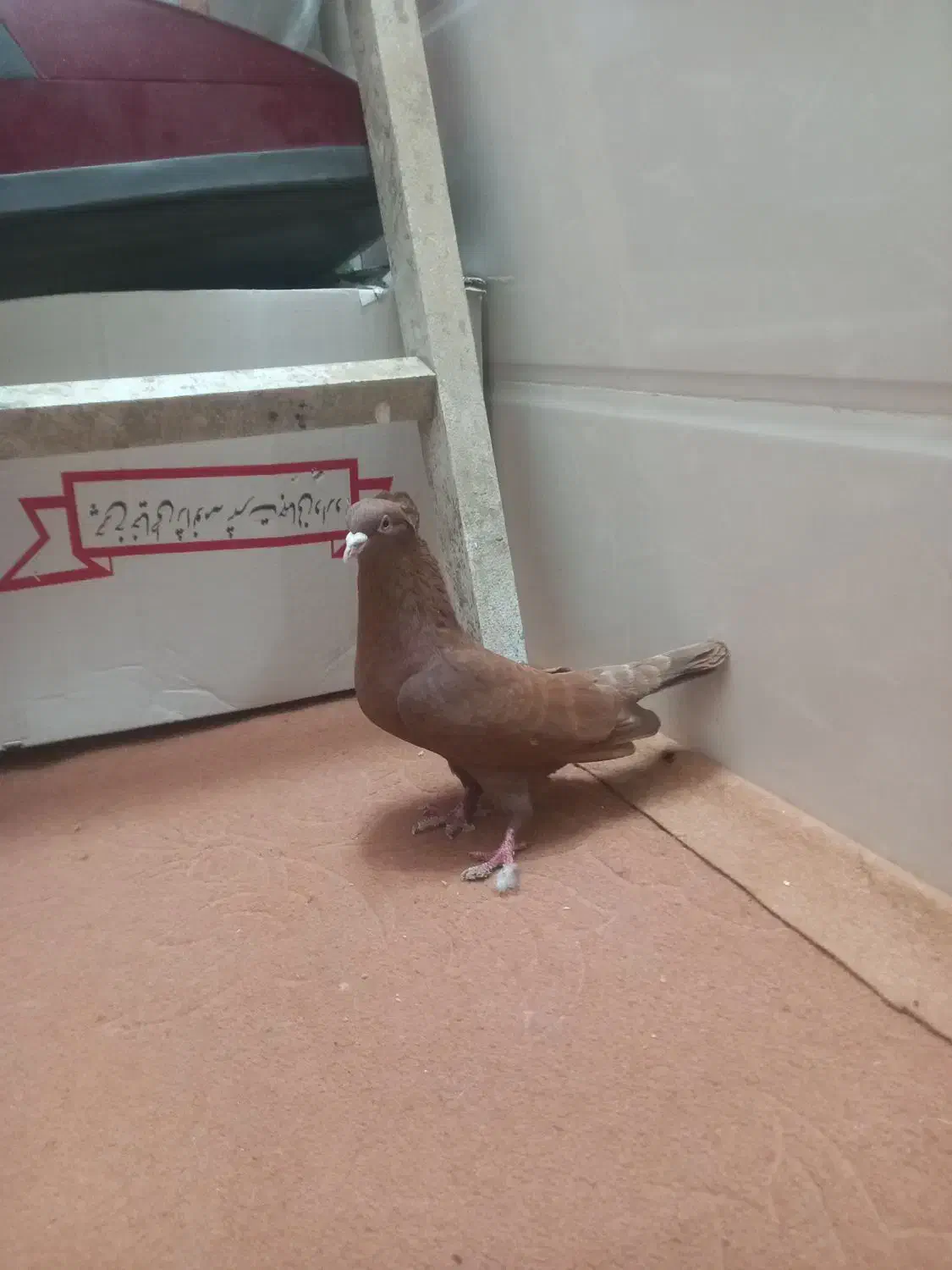 کبوتر|پرنده|قم, سراجه (۱۵ خرداد)|دیوار