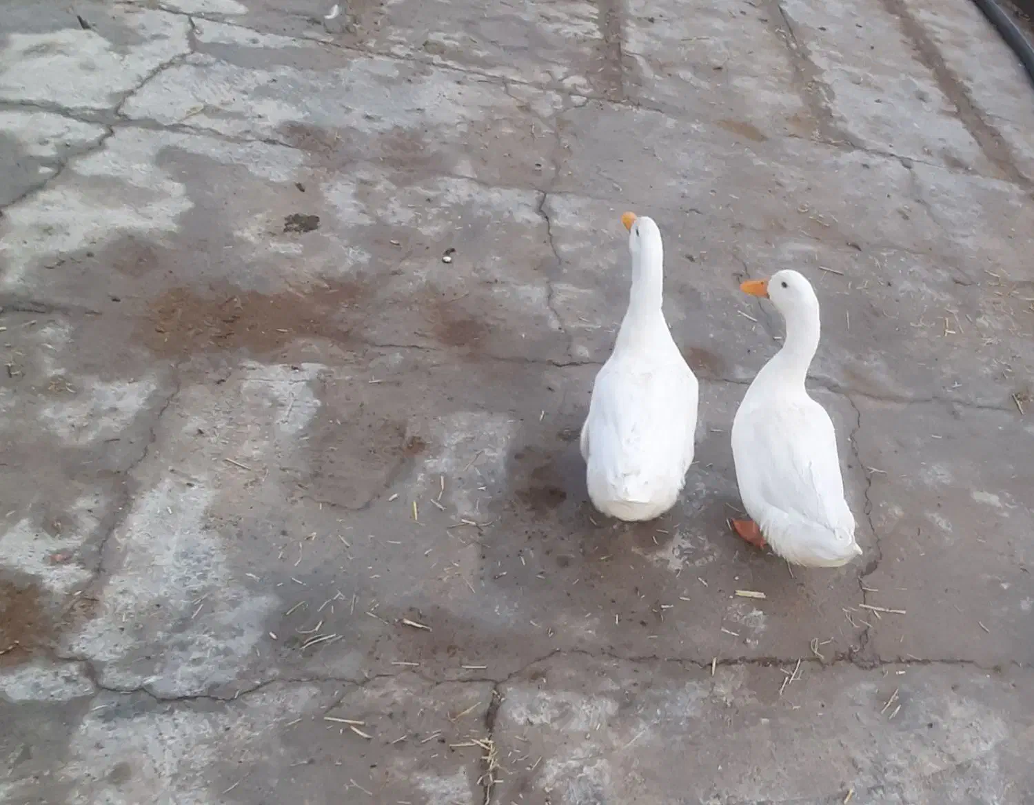 اردک|پرنده|نیشابور, میدون بار|دیوار