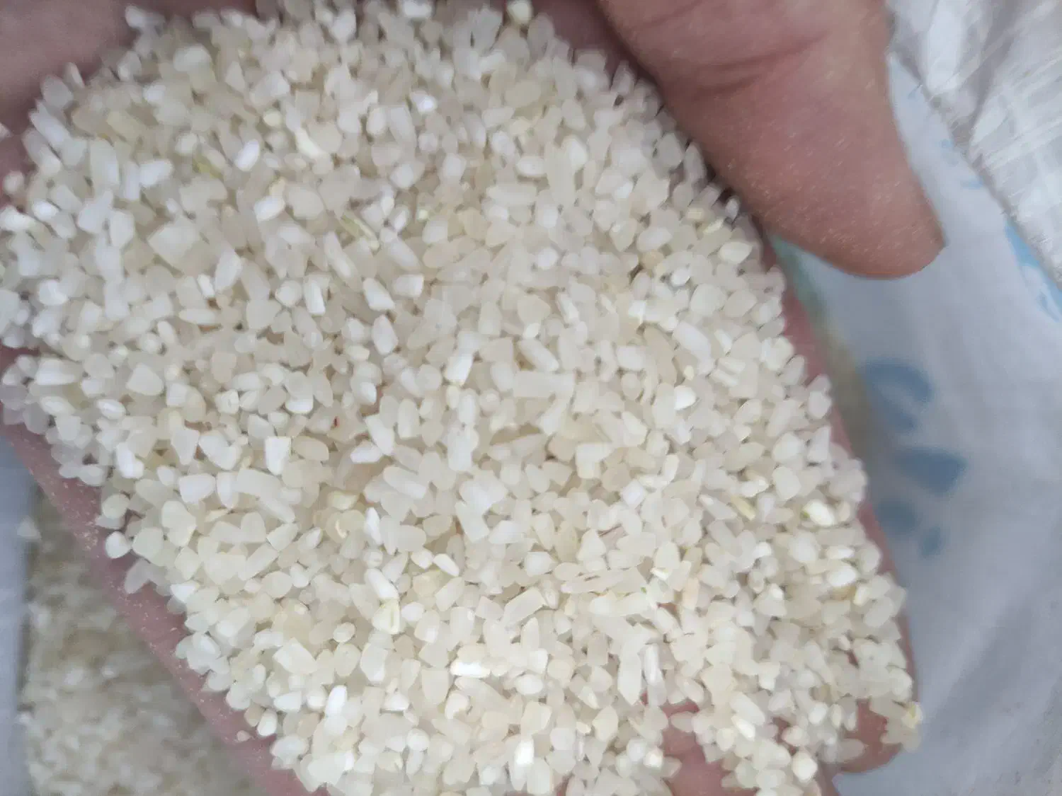 نیم دانه کامفیروزی|خوردنی و آشامیدنی|شیراز, ستارخان|دیوار