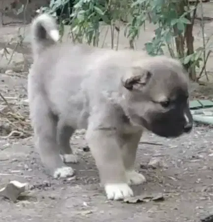 واگذاری آلابای سنگین وزن نگهبان و گله|سگ|رشت, ترمینال|دیوار