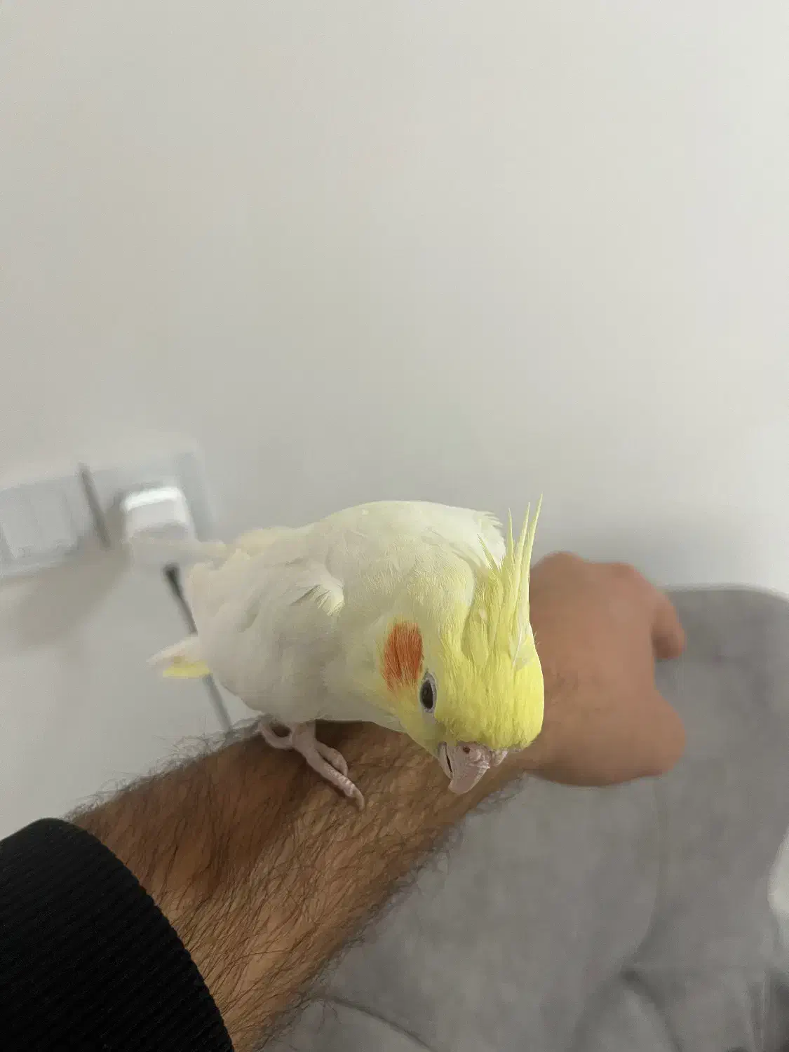 عروس هلندی رام و سخنگو|پرنده|اردبیل, |دیوار