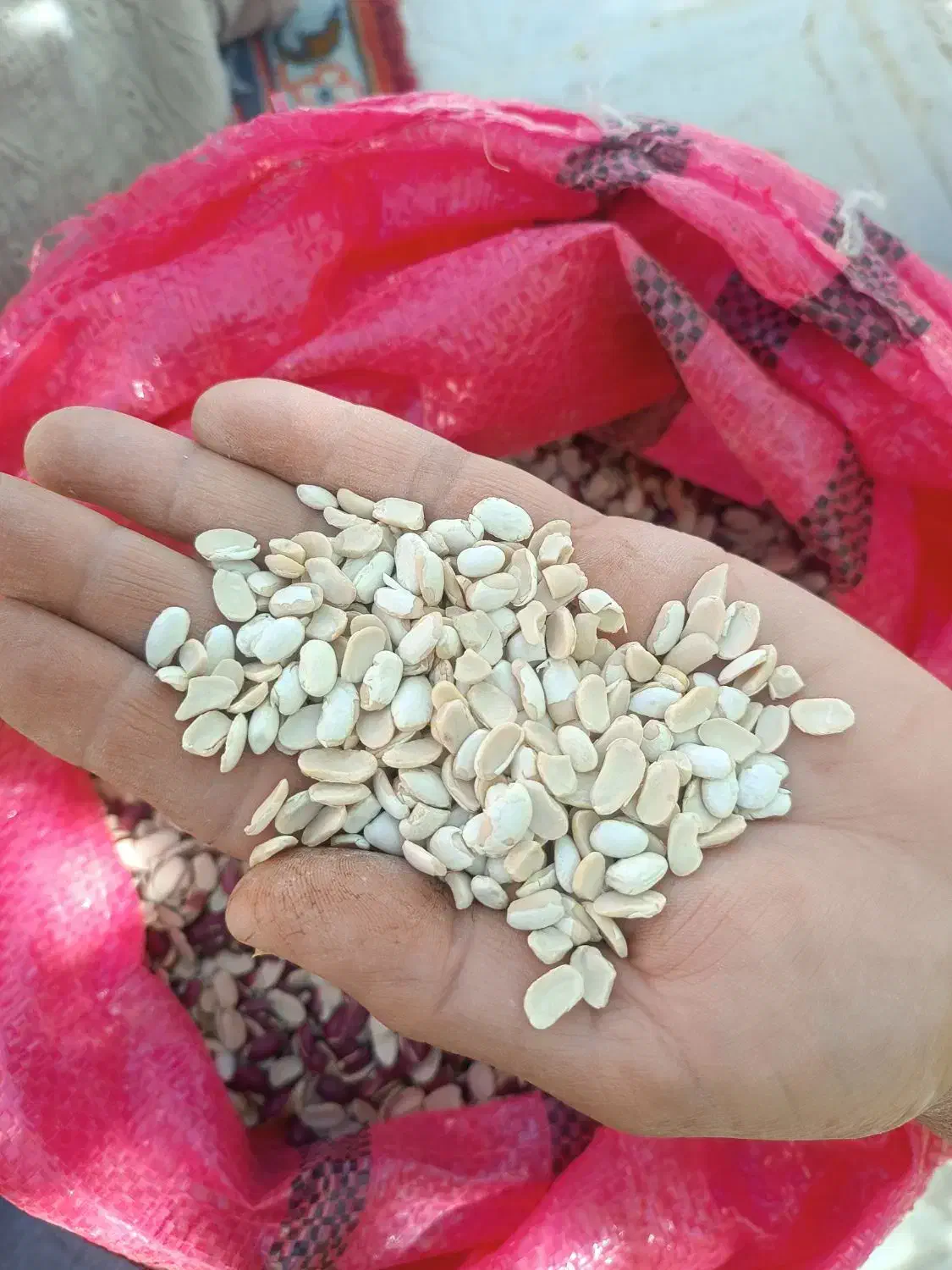 لپه لوبیا|خوردنی و آشامیدنی|گندمان, |دیوار