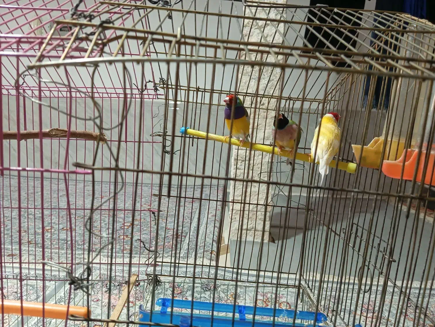 فروش پرنده گلدین|پرنده|کوهدشت, |دیوار