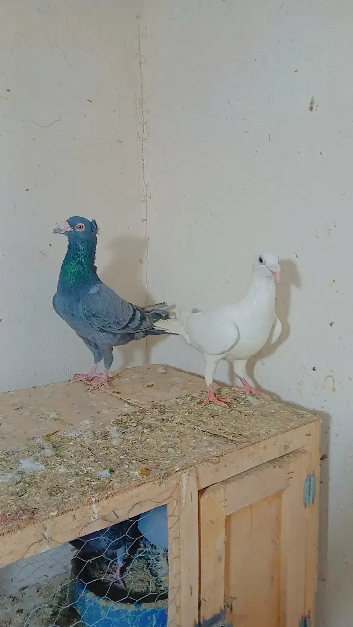 کبوتر رنگی و سار نر و ماده|پرنده|چناران, |دیوار