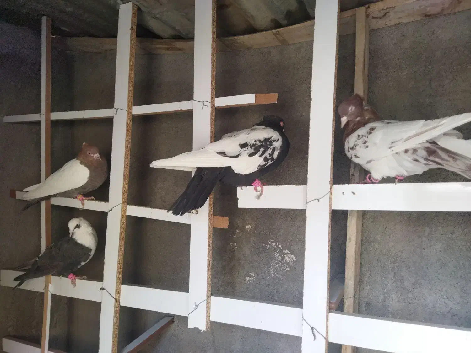 سلام تعدادی کبوترپرشی|پرنده|مشهد, امیریه|دیوار