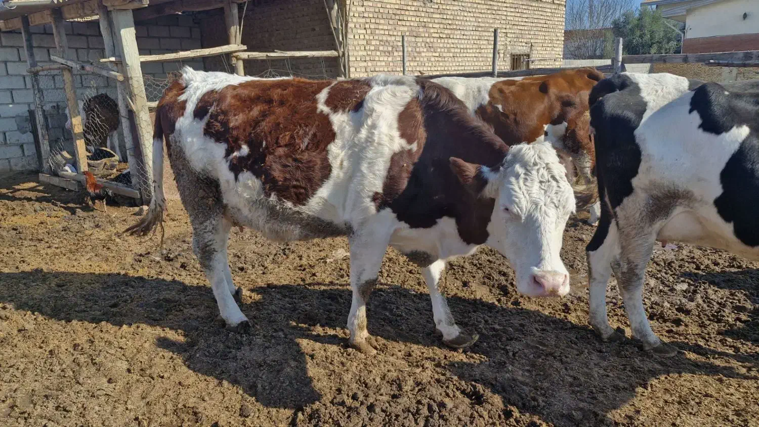 گاو گوساله|حیوانات مزرعه|گنبد کاووس, |دیوار