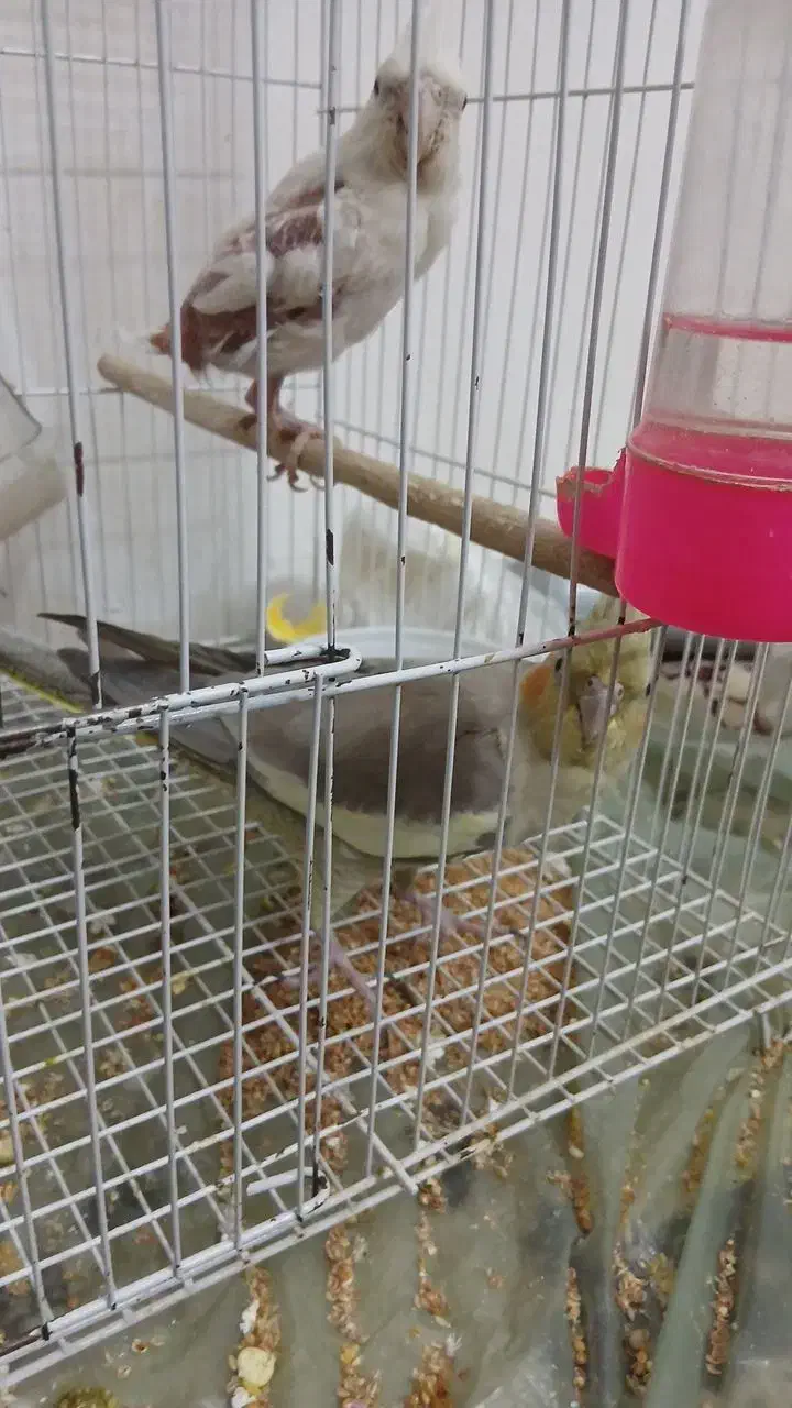 عروس هلندی|پرنده|مشهد, ایثار|دیوار