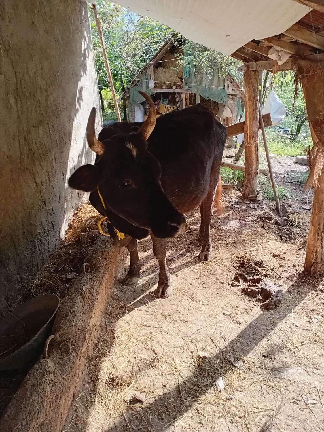 گاو چالوسی با گوساله|حیوانات مزرعه|توتکابن, |دیوار