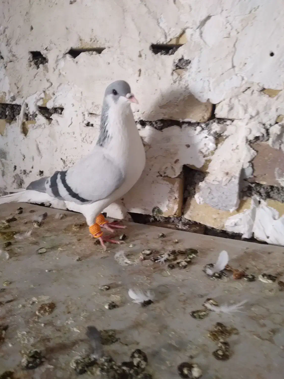 بدرنگ نر  جوان پر آخر|پرنده|تاکستان, |دیوار