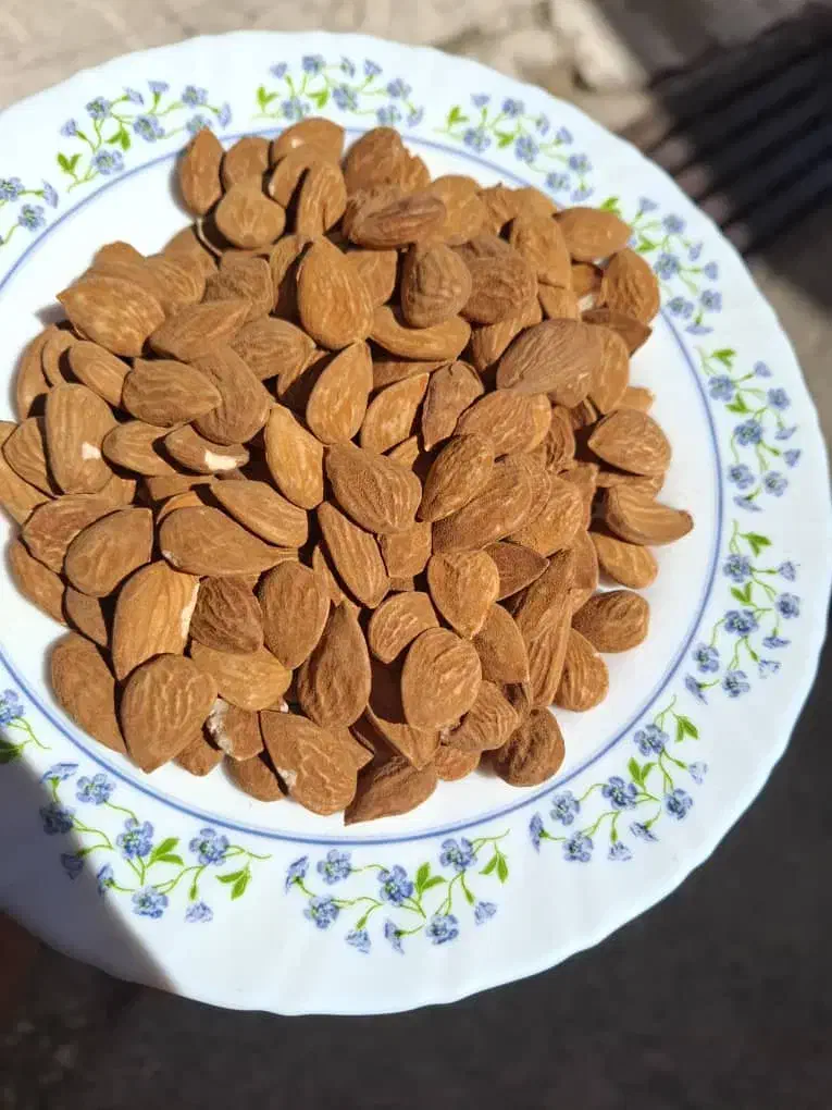 خرید وفروش بادام و مغز بادام|خوردنی و آشامیدنی|شیراز, گلستان|دیوار