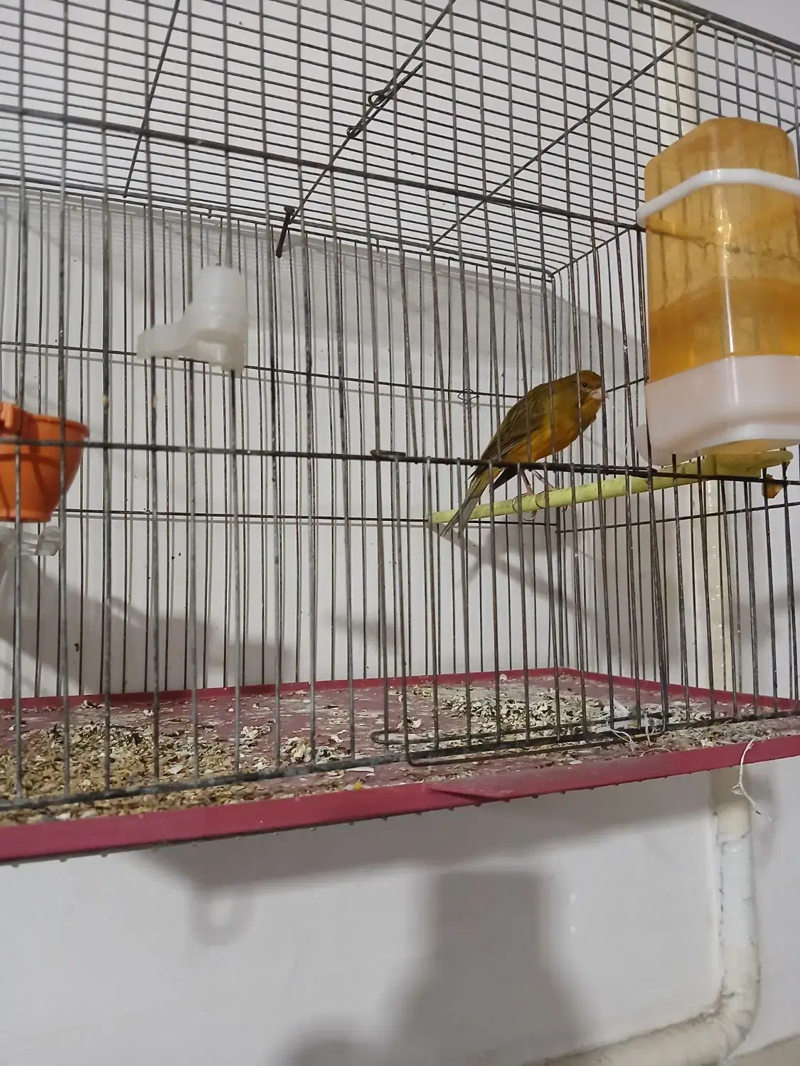 پرنده|پرنده|اسدآباد, |دیوار