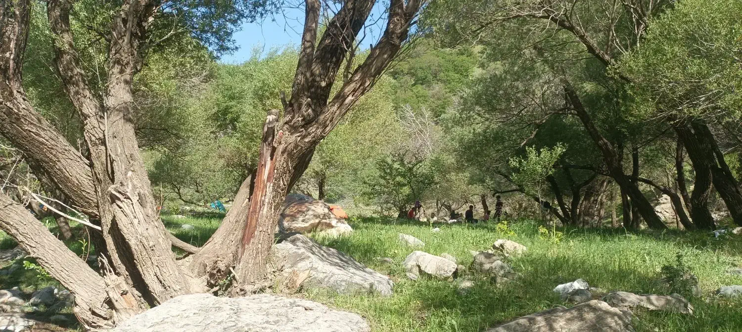 یونجه(گزره)|گل و گیاه طبیعی|وزینه, |دیوار