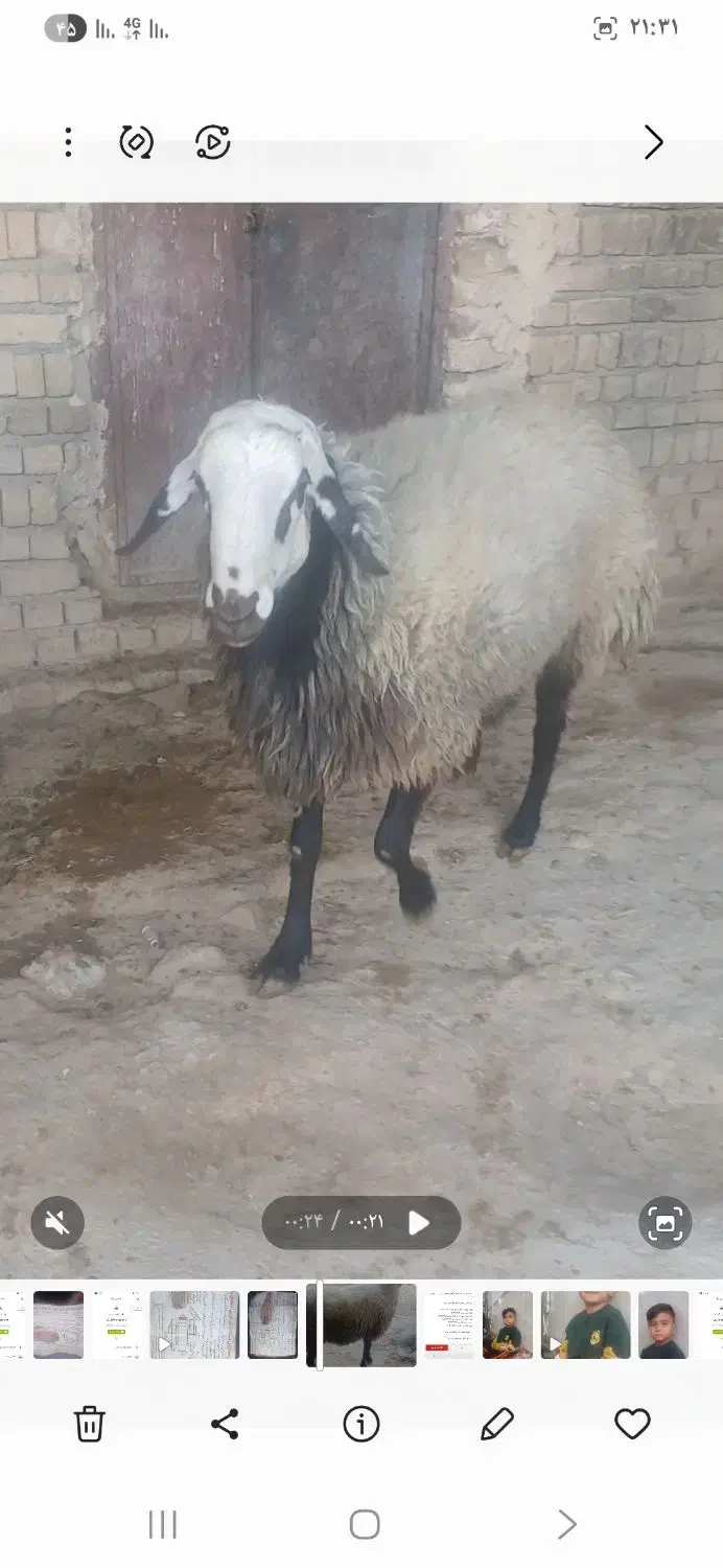 قوچ شال|حیوانات مزرعه|نورآباد, |دیوار