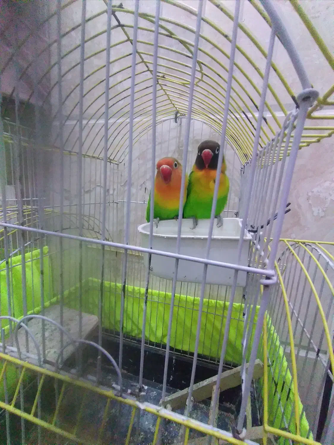 طوطی بریزیلی|پرنده|تهران, امام زاده عبدالله|دیوار