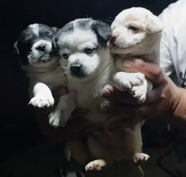 فروش سگ|سگ|رودسر, |دیوار