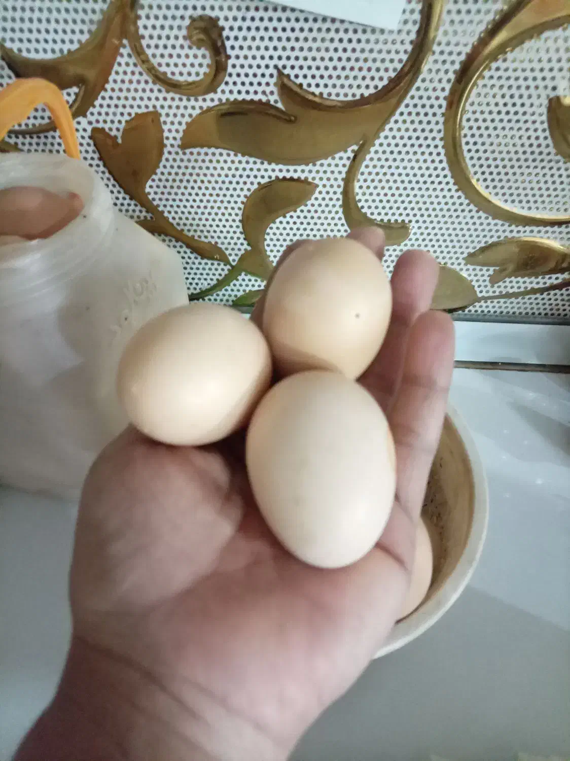 تخم مرغ ارگانیک خانگی|خوردنی و آشامیدنی|نیشابور, کوی یغما|دیوار