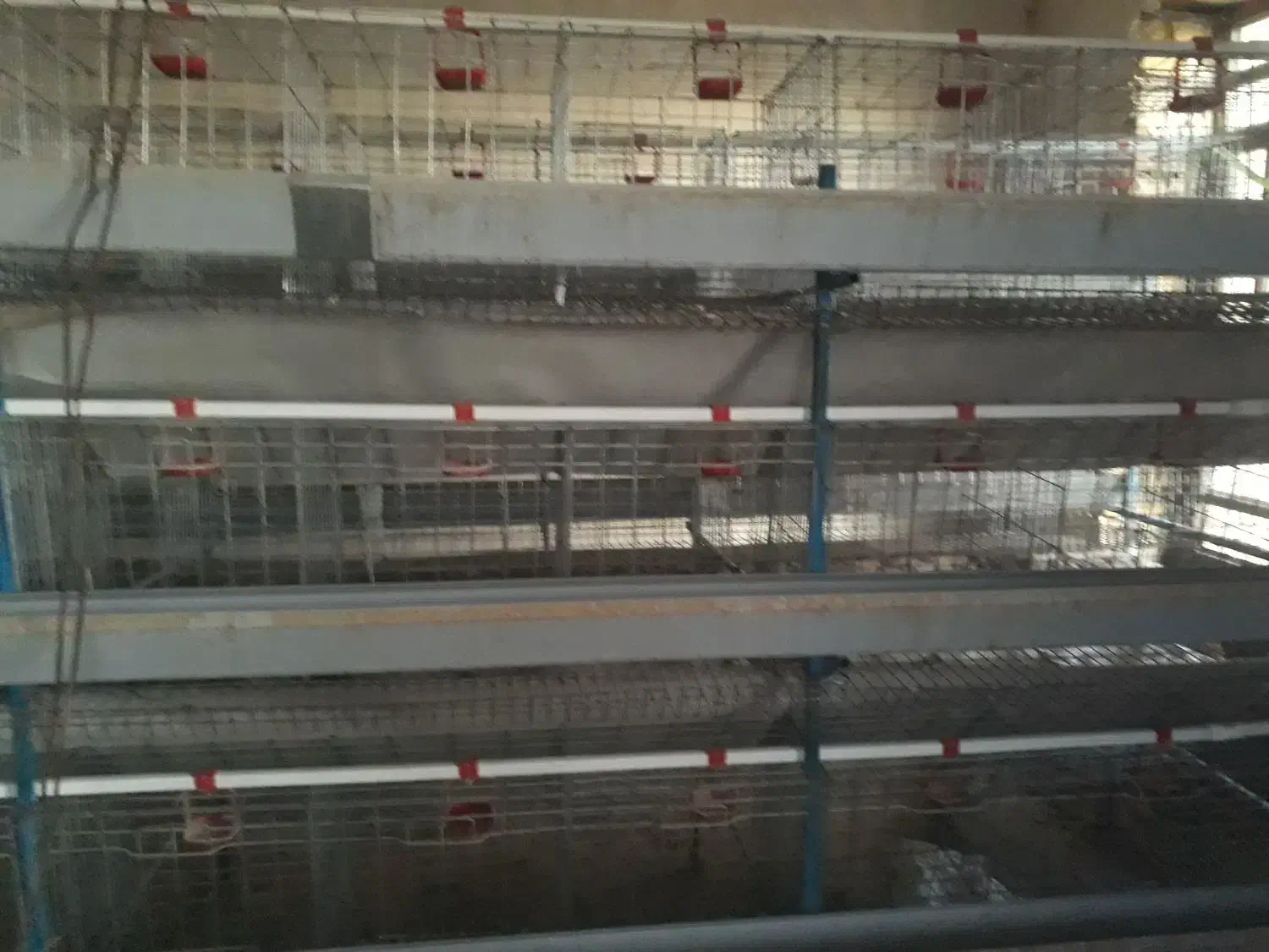 قفس مرغ تخمگذار|لوازم جانبی حیوانات|درگزین, |دیوار