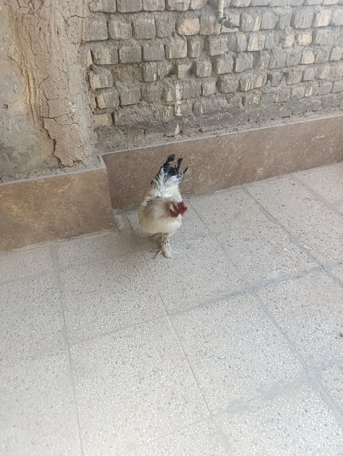 خروس برهماخونگی جوان یک ساله|حیوانات مزرعه|اصفهان, ارداجی|دیوار