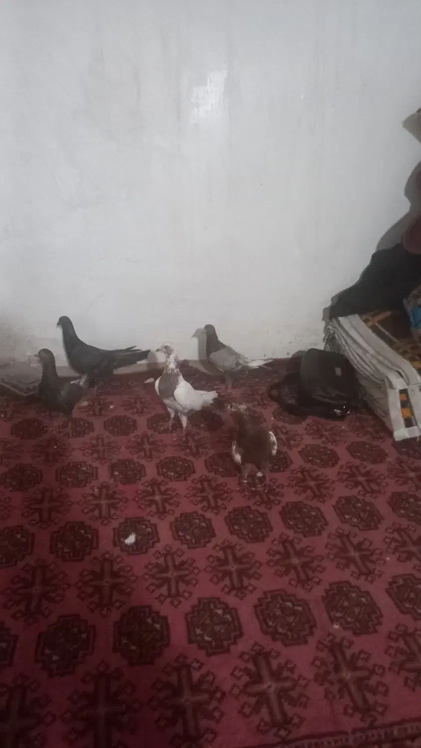 چهارعددنردوتاماده مشکی هاماده|پرنده|شیروان (خراسان), |دیوار