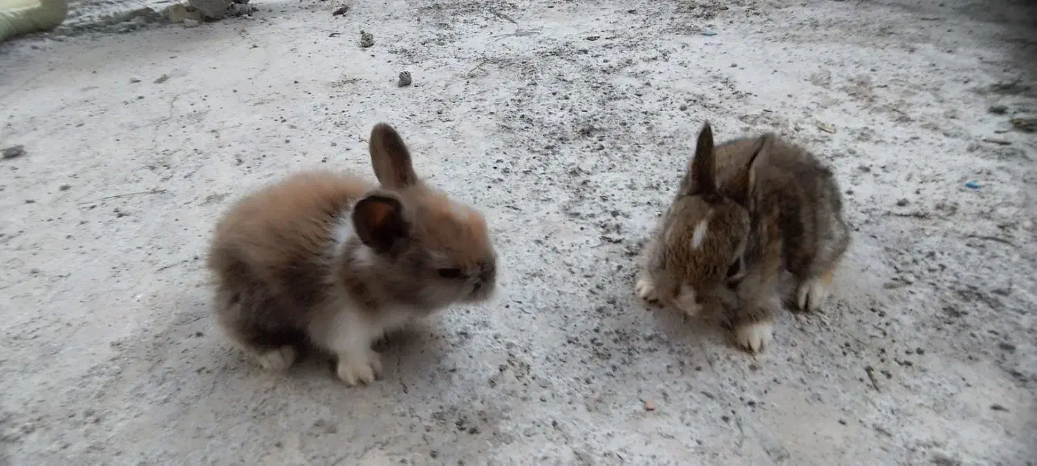 فروش خرگوش در محمودآباد|موش و خرگوش|محمودآباد, |دیوار