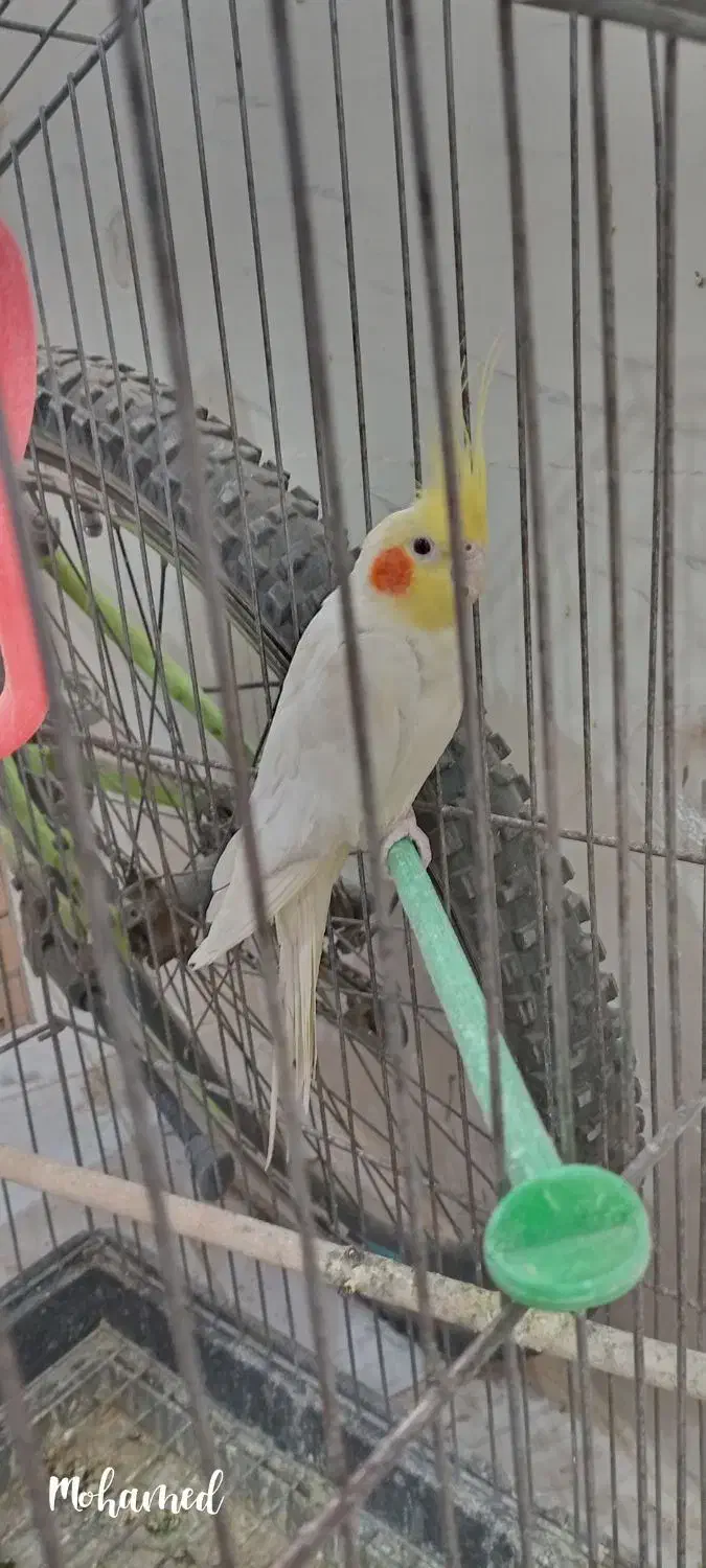 عروس هلندی|پرنده|تاکستان, |دیوار