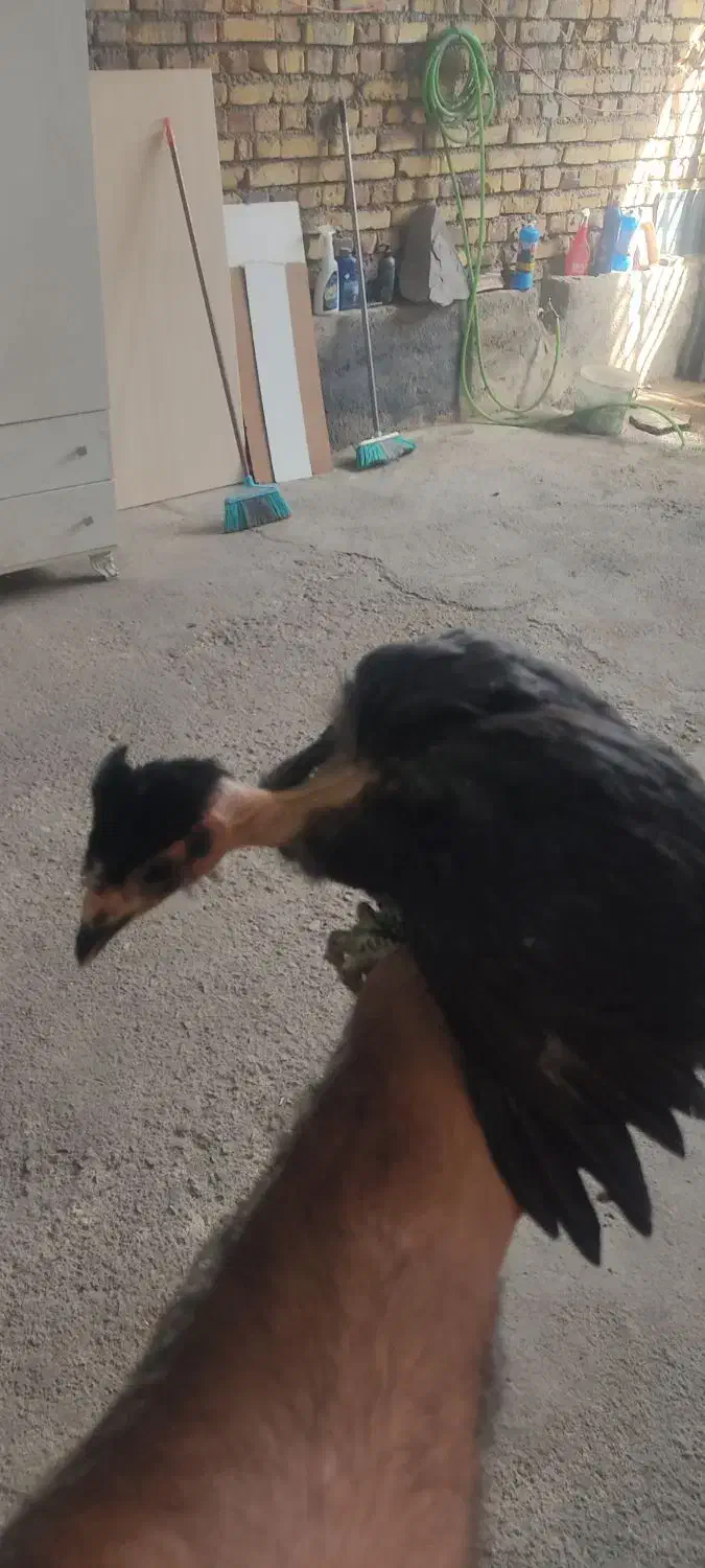 جوجه نژاد گلین تعداد پنج عدد|حیوانات مزرعه|ابهر, |دیوار