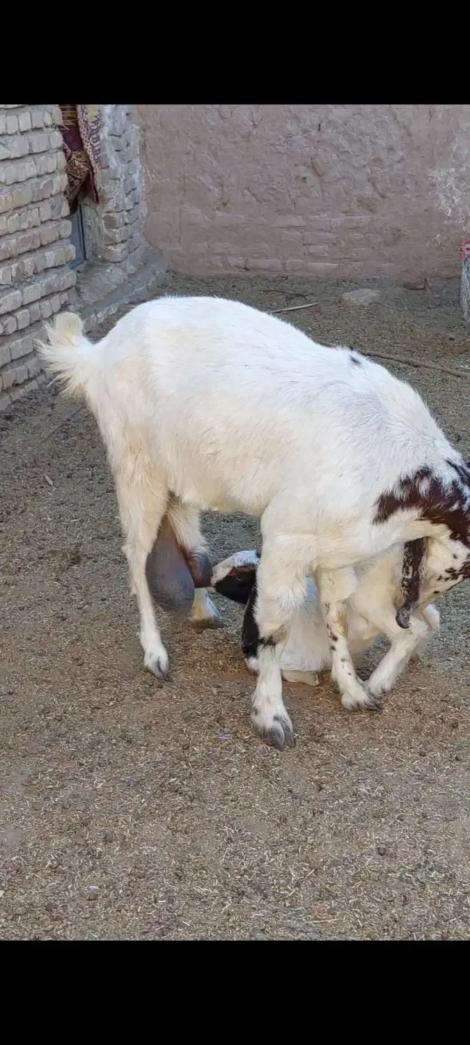 بز زایده شیرا|حیوانات مزرعه|مشهد, حرم مطهر رضوی|دیوار