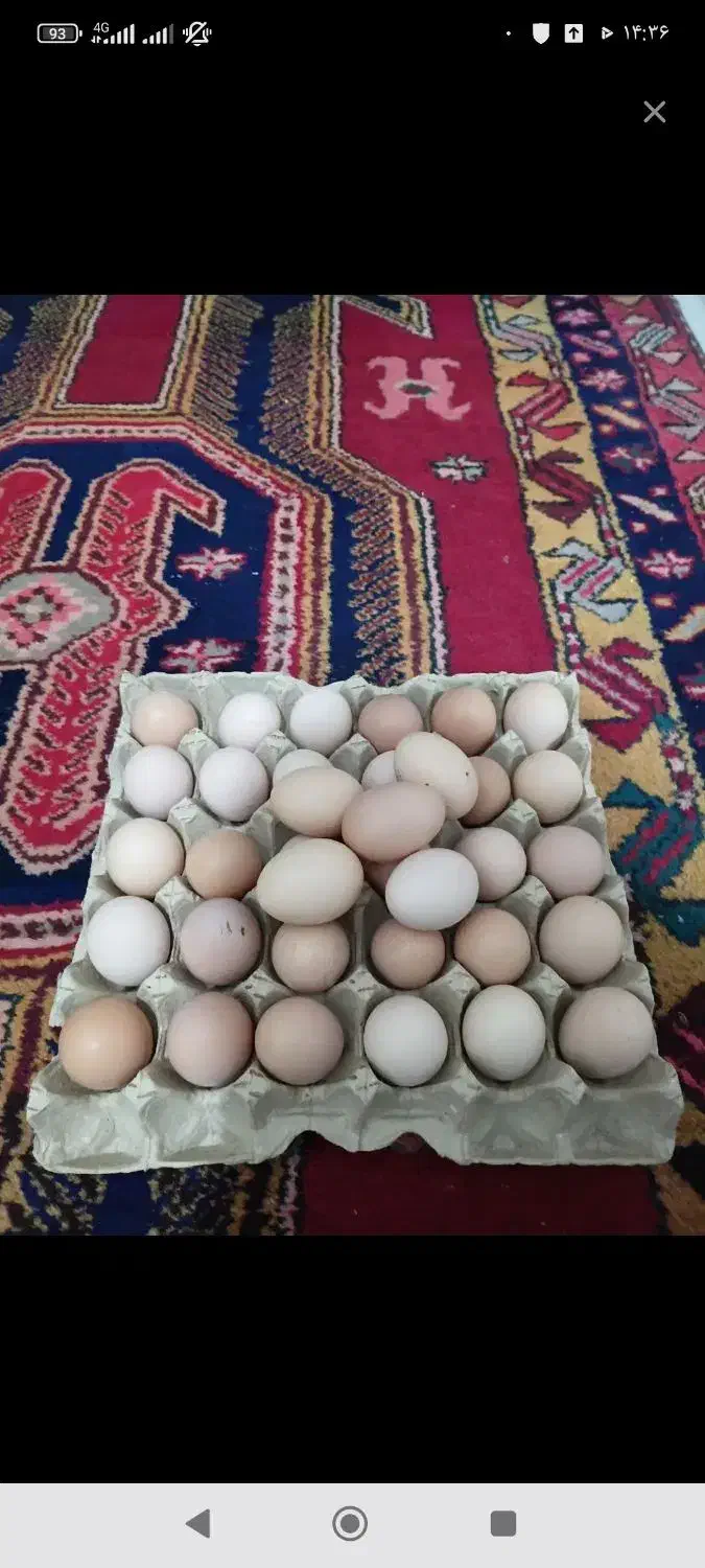 تخم مرغ محلی بومی|خوردنی و آشامیدنی|سراب, |دیوار
