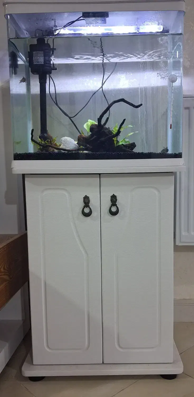 آکواریوم|ماهی|کرمانشاه, |دیوار