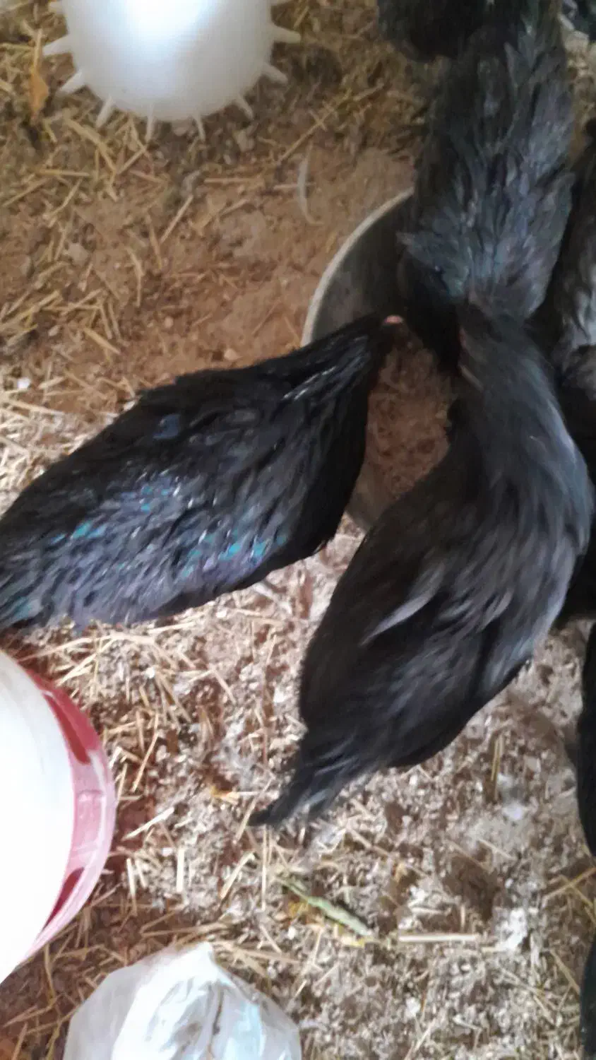 نیمچه مرغ و خروس محلی و زینتی|حیوانات مزرعه|شیراز, شهرک دارایی|دیوار