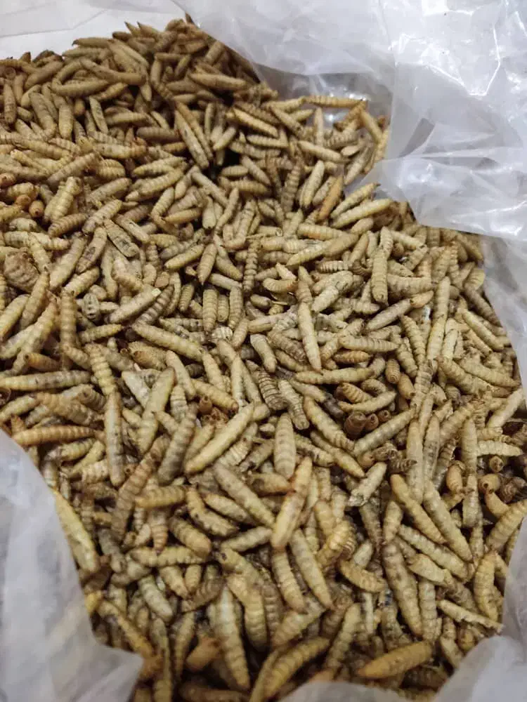 میلورم و سوپرورم و لارو سرباز و مکمل ترکیبی|خزنده|اندیشه, پرنیان|دیوار