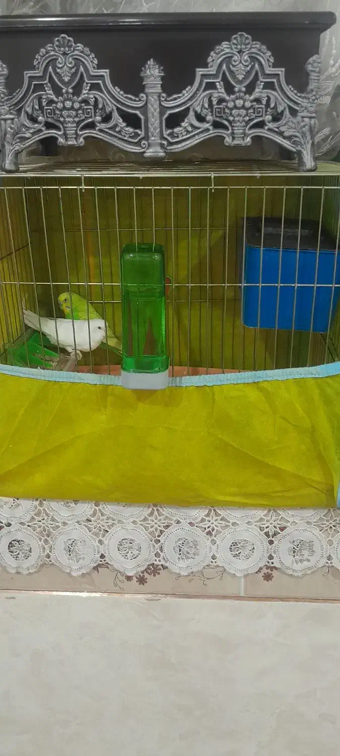 مرغ عشق جفت مولد فروشی|پرنده|جیرفت, |دیوار