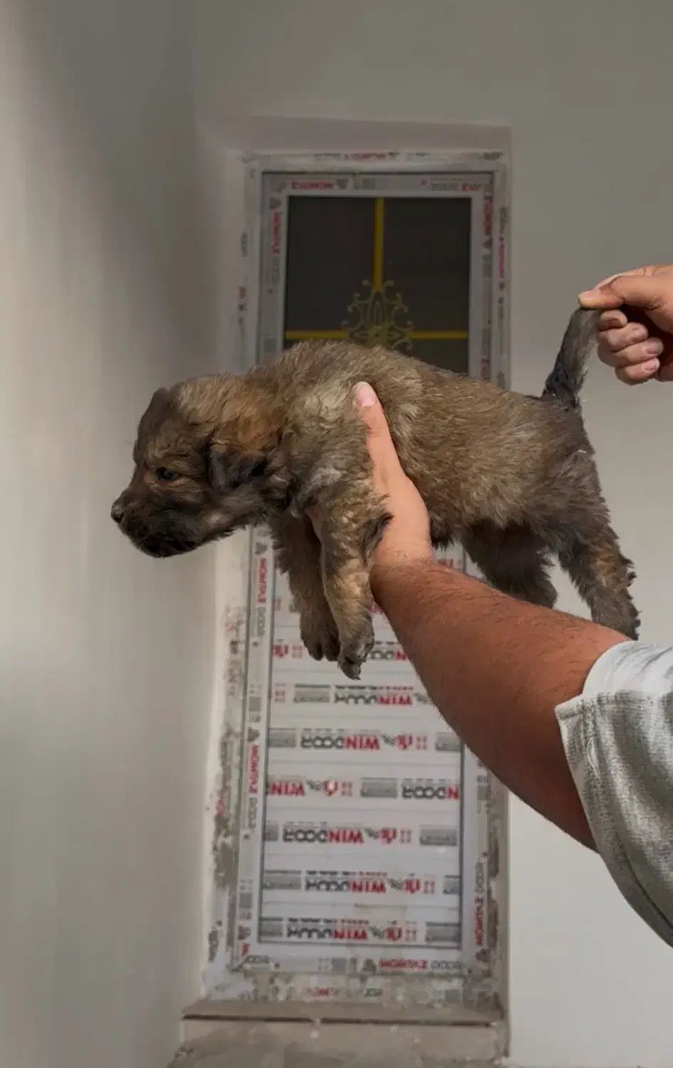 سرابی درشت|سگ|کرج, کمال‌شهر|دیوار