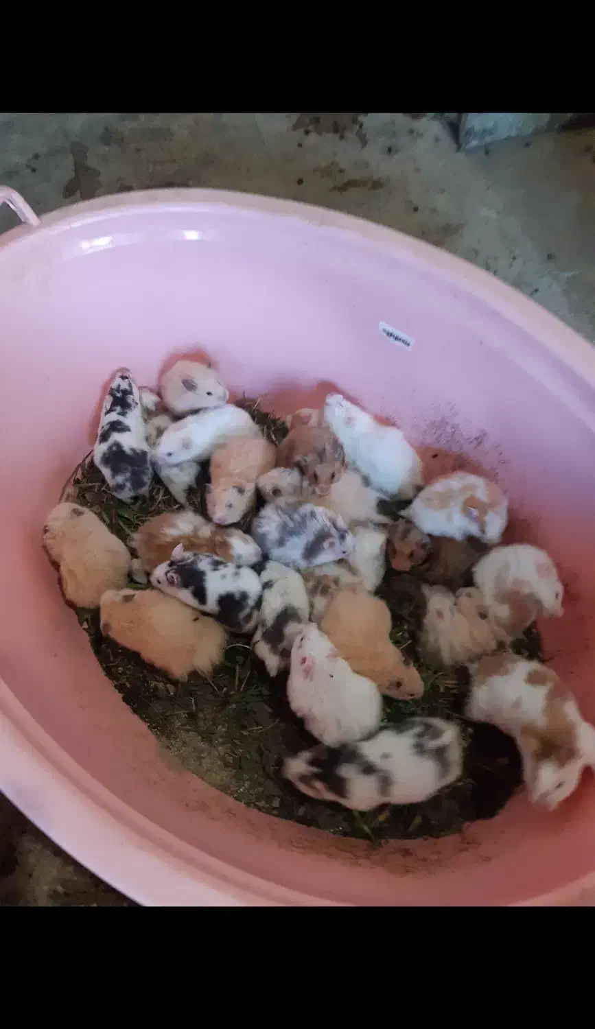 همستر،جوجه مرغ،خروس،جوجه گلپای،کبوتر عمده|موش و خرگوش|لاهیجان, طالقانی|دیوار