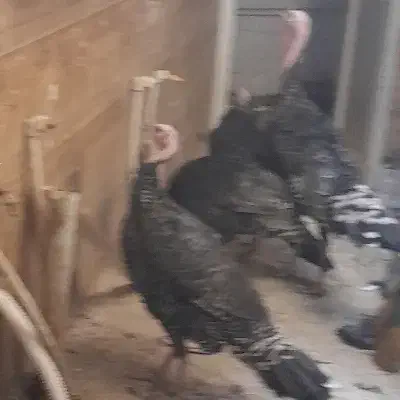 بوقلمون فروشی|حیوانات مزرعه|تربت جام, جامی|دیوار