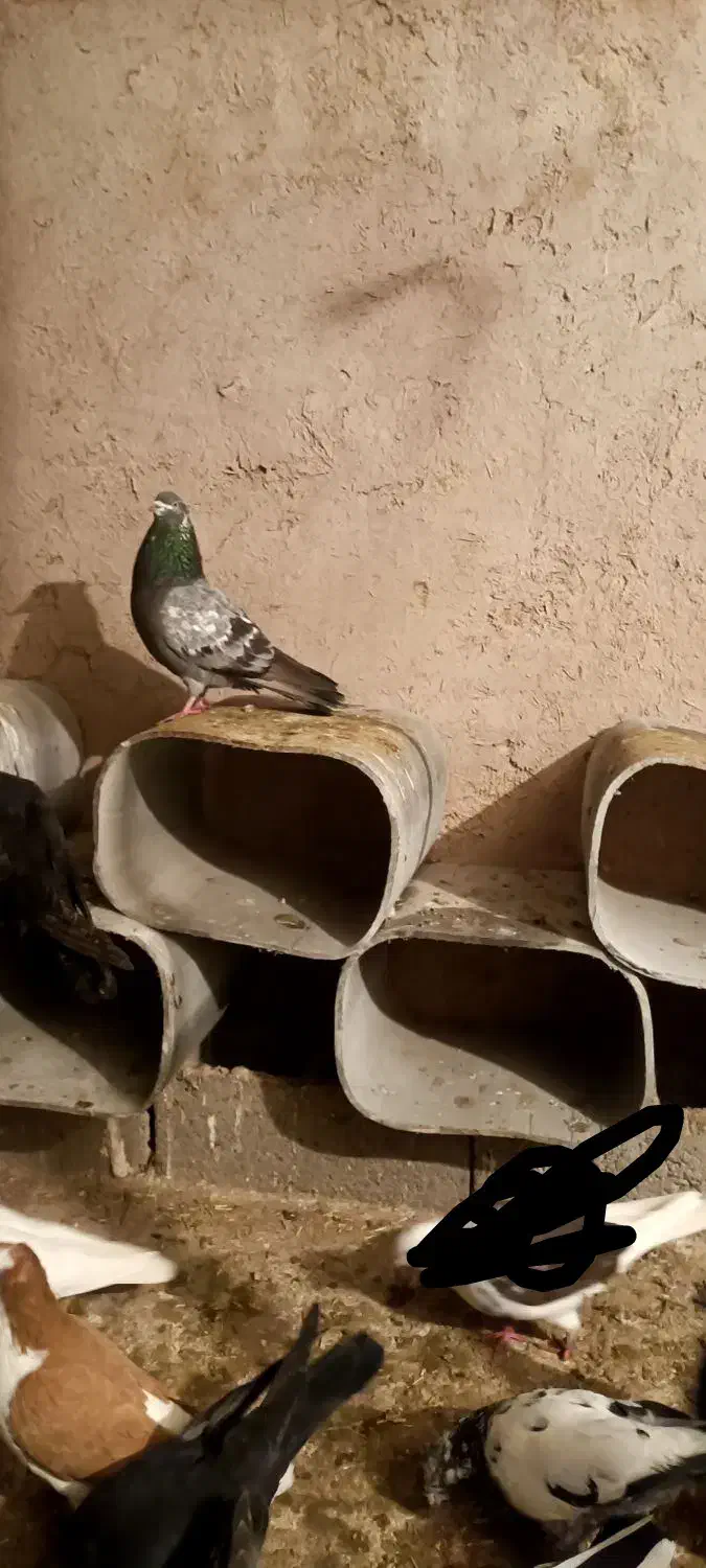 فروش کبوتر|پرنده|لیلان, |دیوار