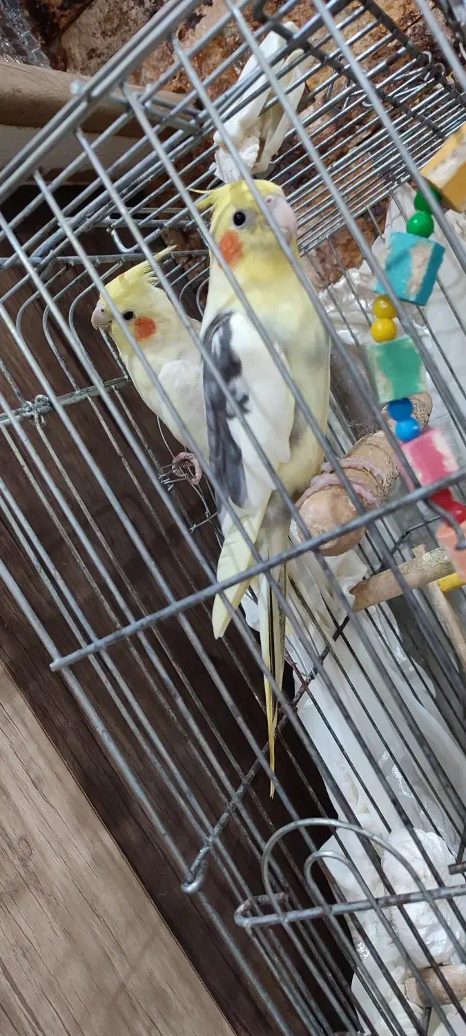 عروس هلندی جفت نر و ماده|پرنده|بندر انزلی, نیمه شعبان|دیوار