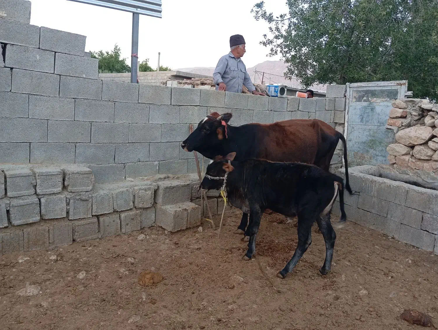 فروش گاو گوساله دار|حیوانات مزرعه|افزر, |دیوار