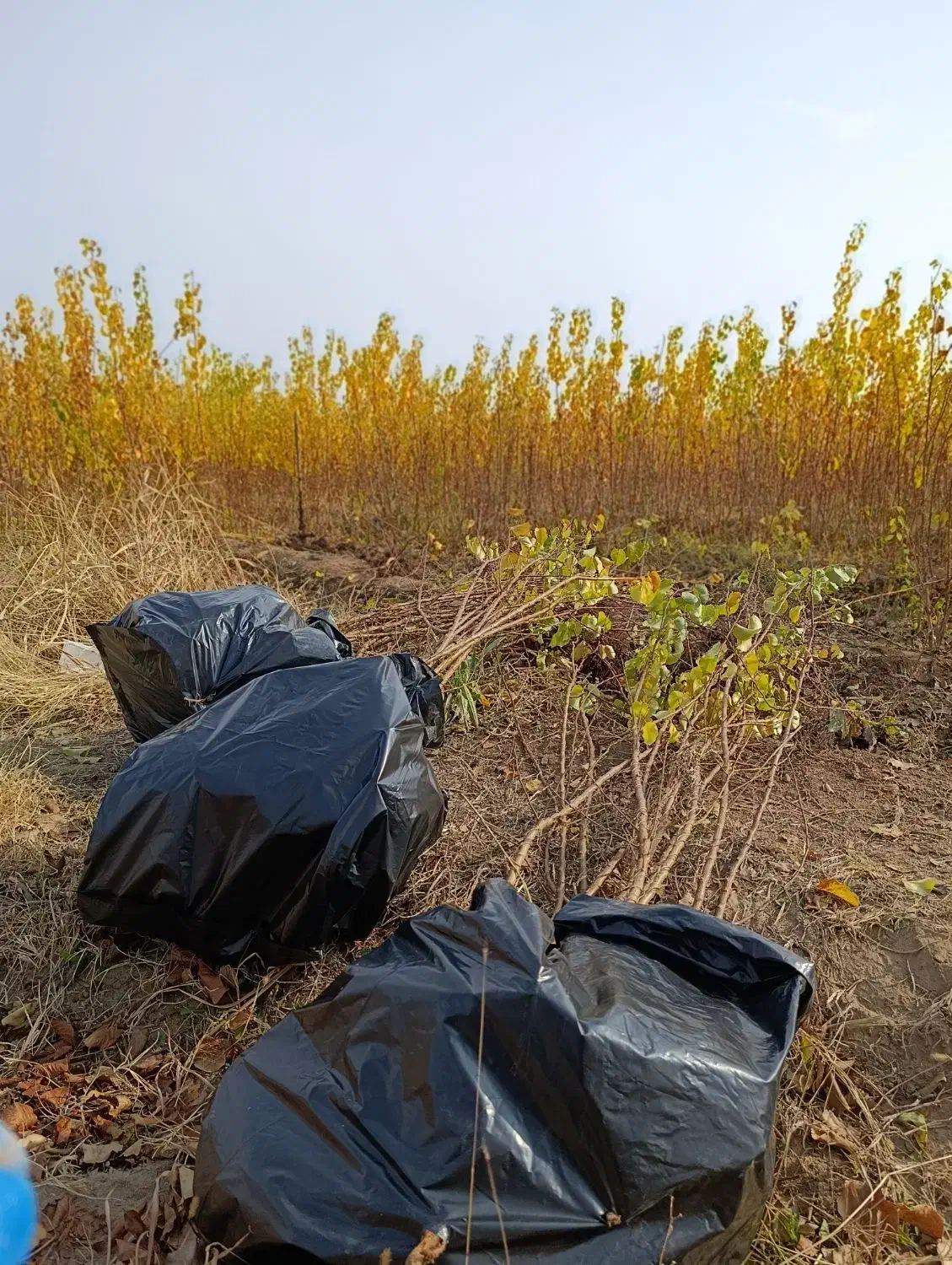 نهالستان تندرو زردآلوعسگرآبادسبزبرپایه آلوچه وحشی|خدمات باغبانی و درختکاری|مرند, |دیوار